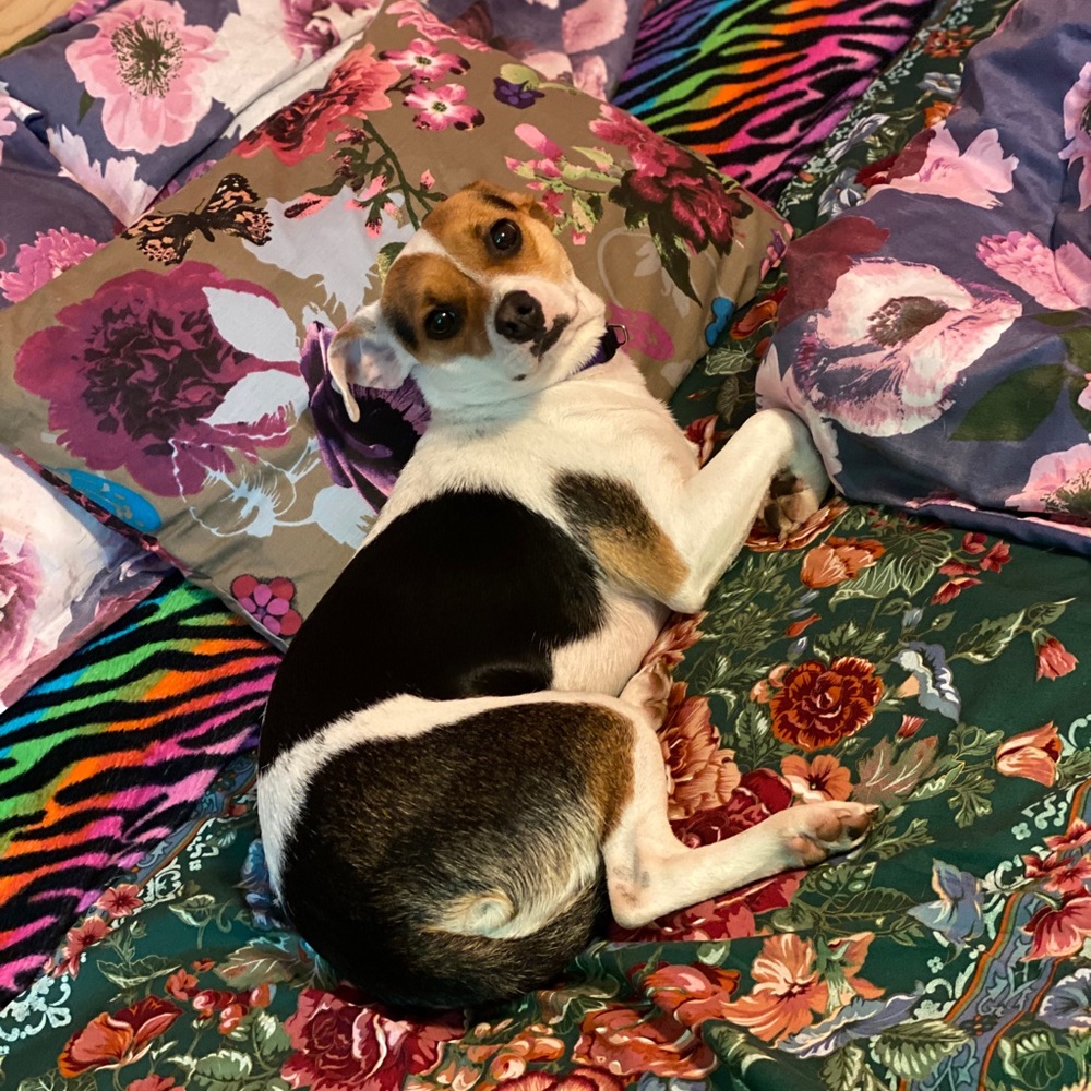 Meet your Posher, Carol